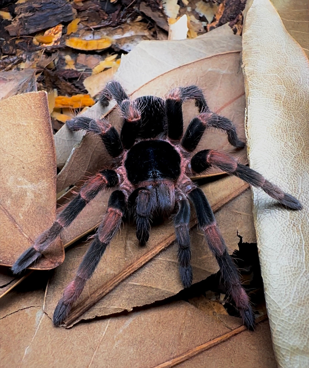Abdomegaphobema mesomelas Tarantula close up front side