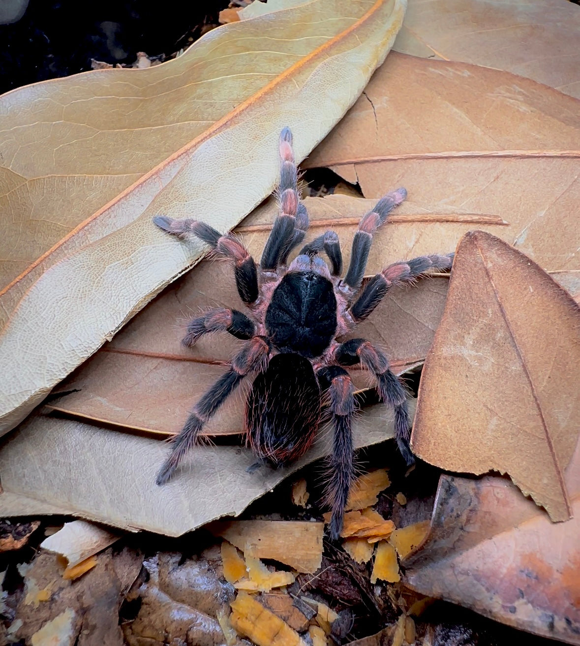 Costa Rican Redleg tarantula back side on leaf litter