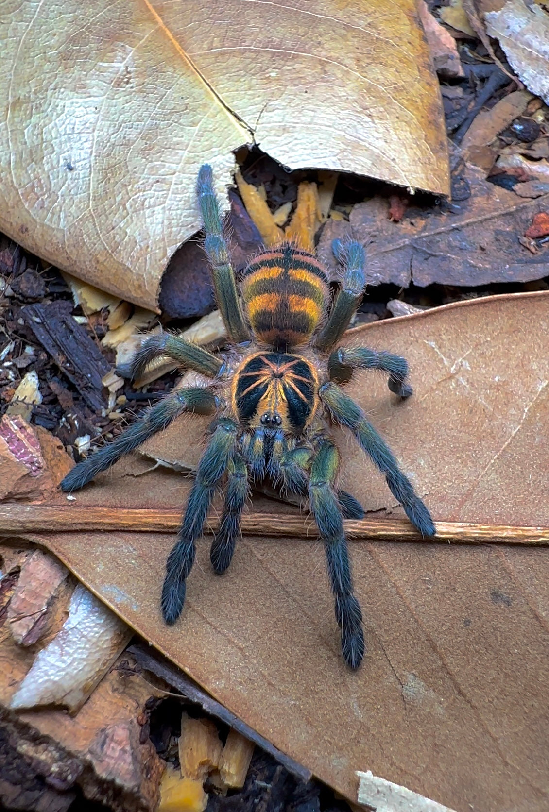 Neoholothele fasciaaurinigra (Columbian Bumblebee Tarantula) detail close up