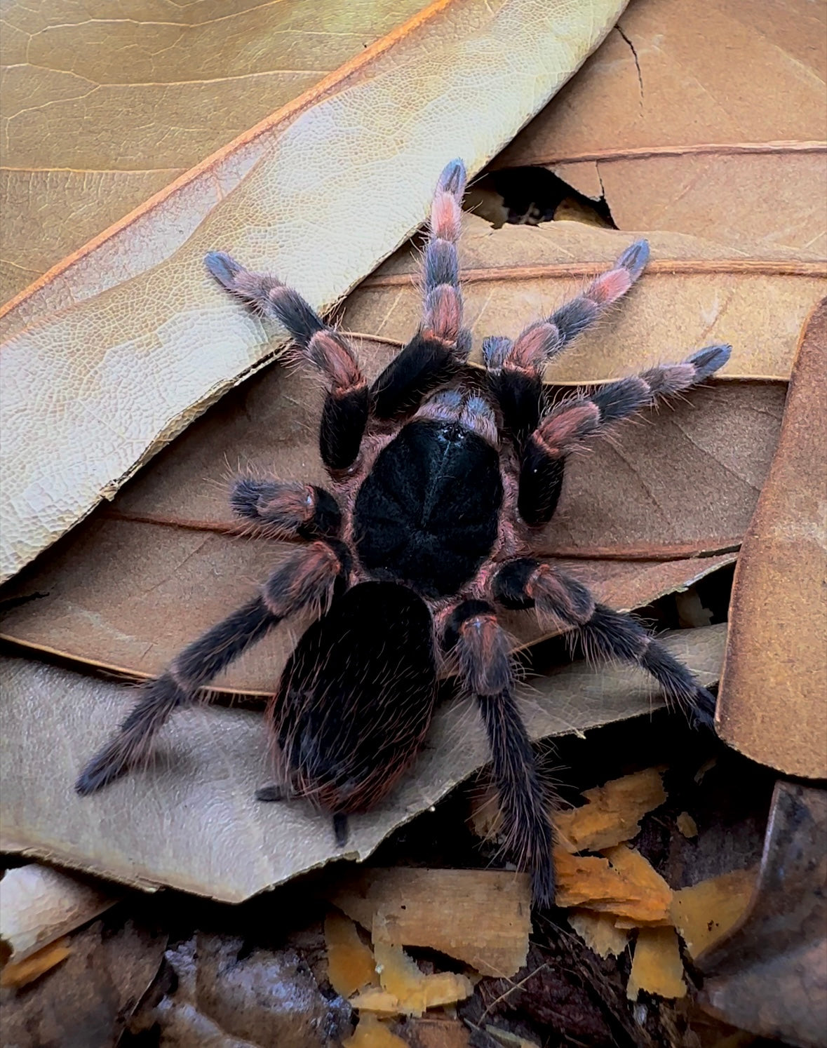 Abdomegaphobema mesomelas (Costa Rican Giant Red Leg) tarantula on leaf litter