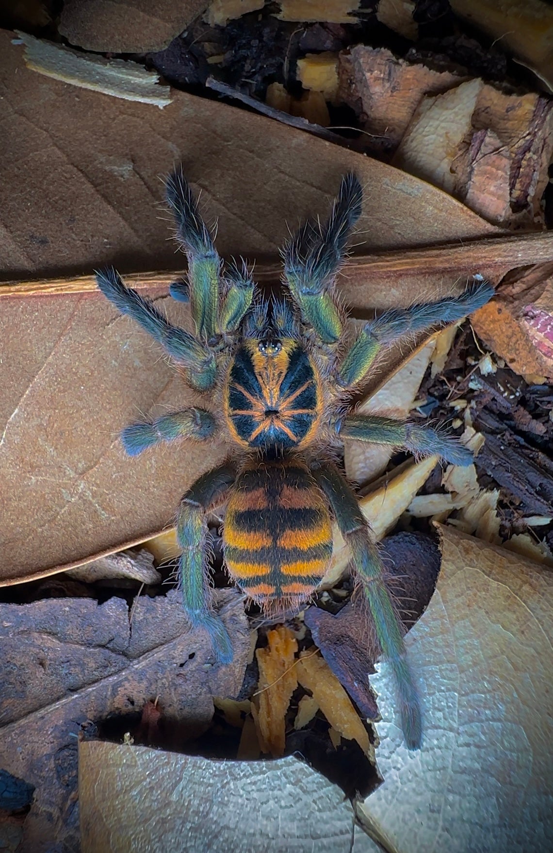 Columbian bumblebee tarantula close up back side rare