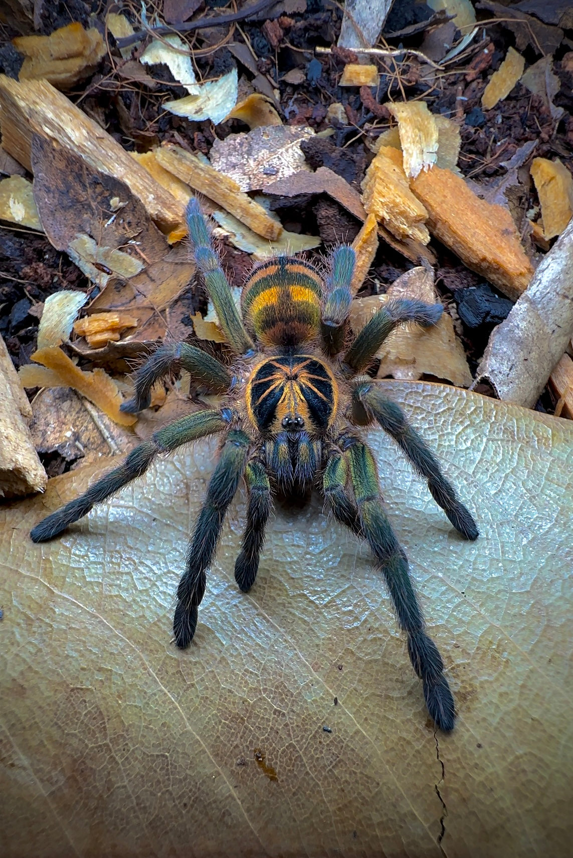 Neoholothele fasciaaurinigra Paired adult female tarantula for sale
