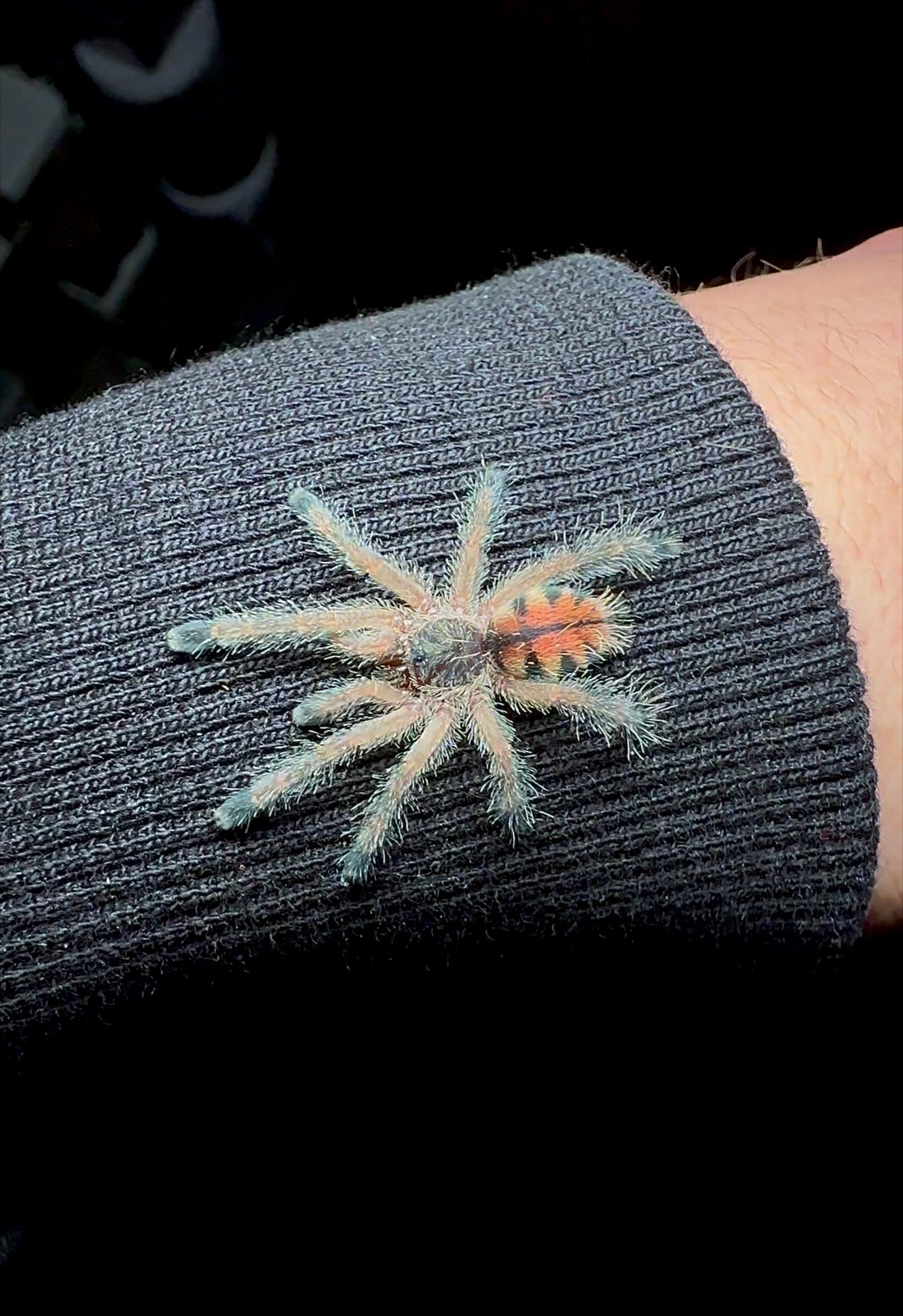 Avicularia variegata tarantula unsexed sling on sleeve detail