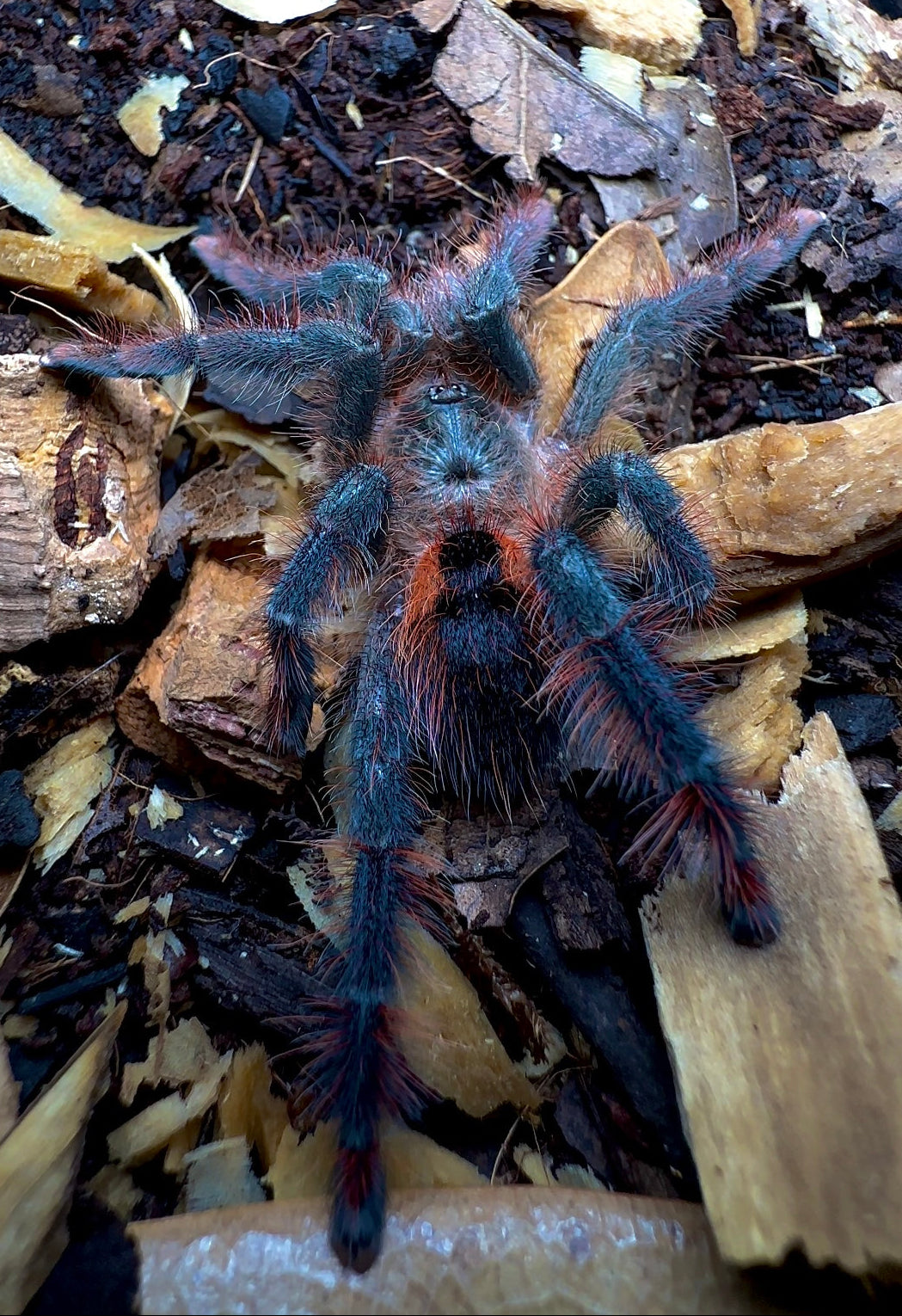 Avicularia hirschii Brazilian phantom pink toe tarantula close up back side