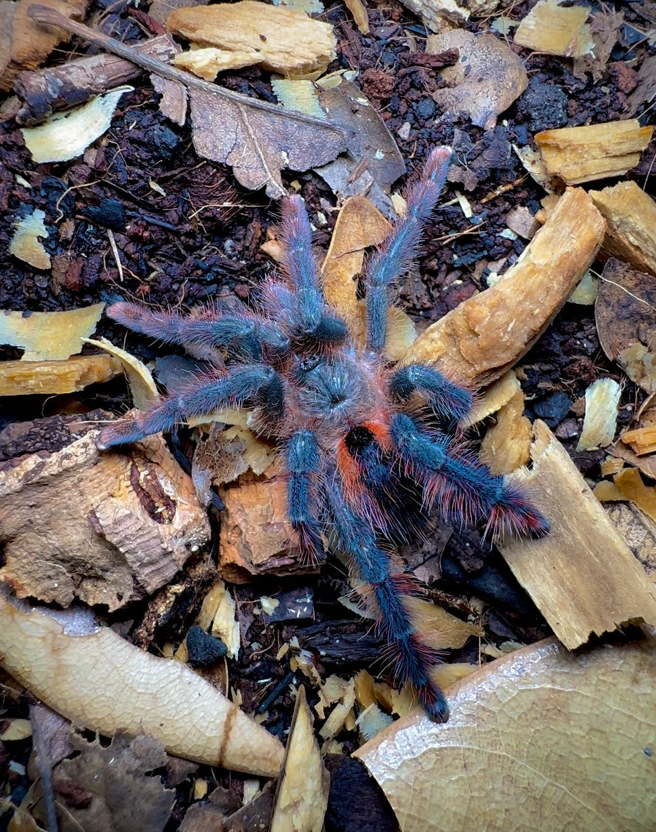 Avicularia hirschii tarantula for sale