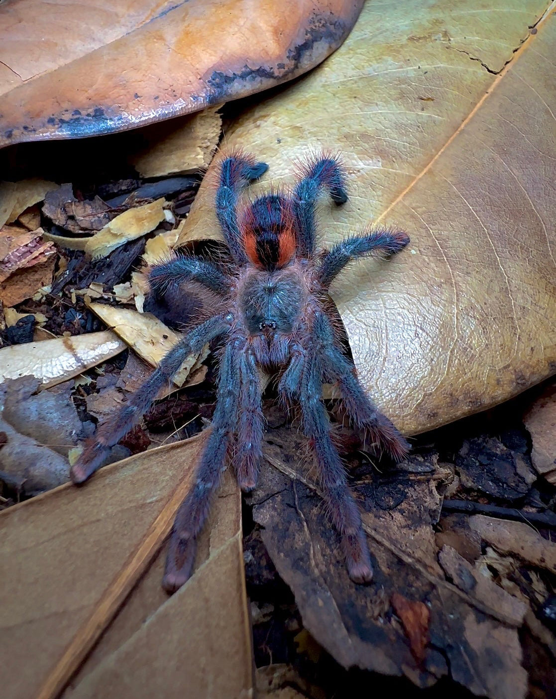 Male Avicularia hirschii front side tarantula