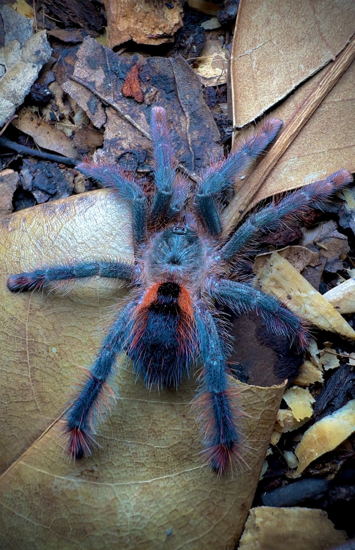 Avicularia hirschii tarantula on leaf litter detail