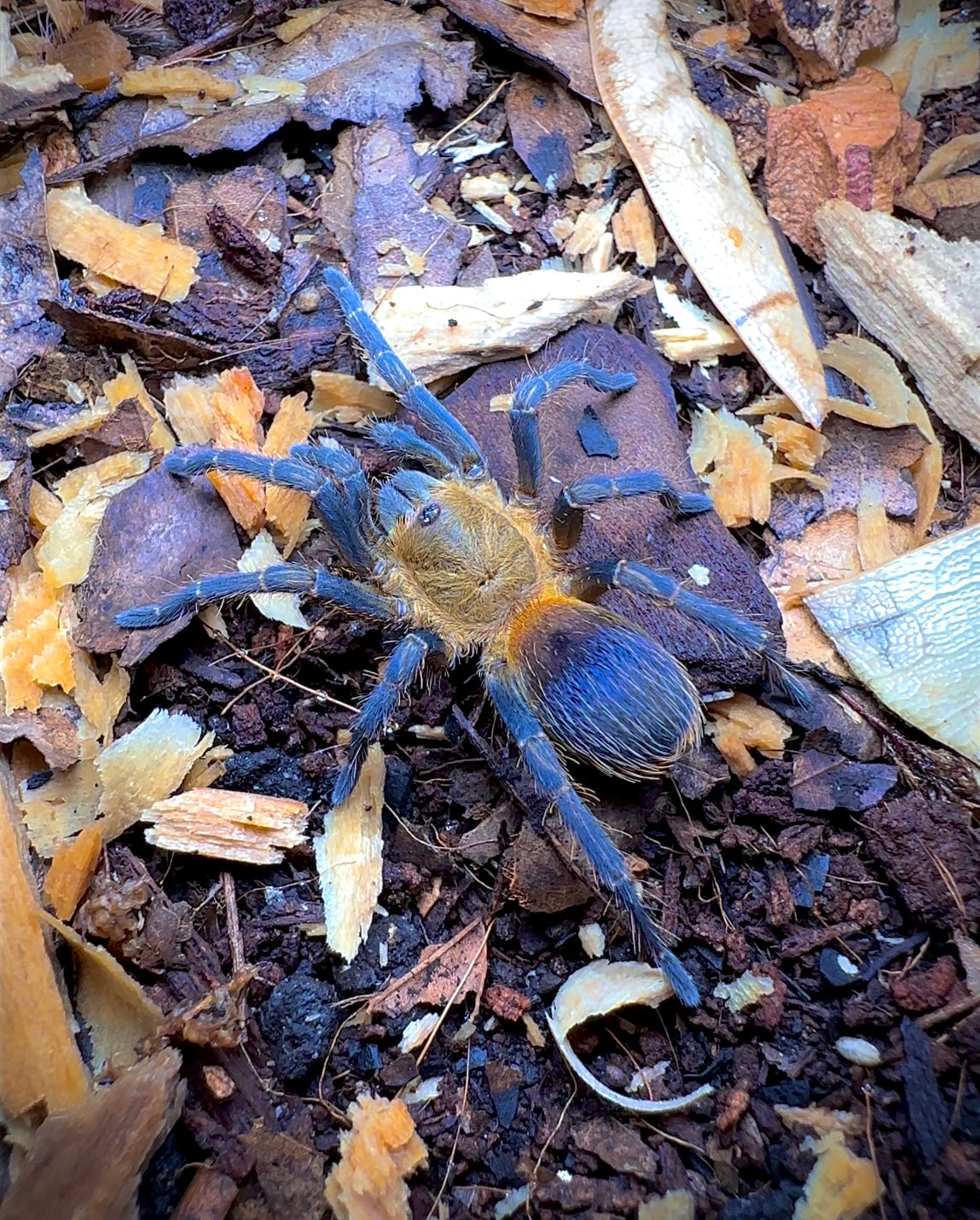 Columbian Tricolor - Psuedohapalopus sp. Columbia tarantula on forest floor