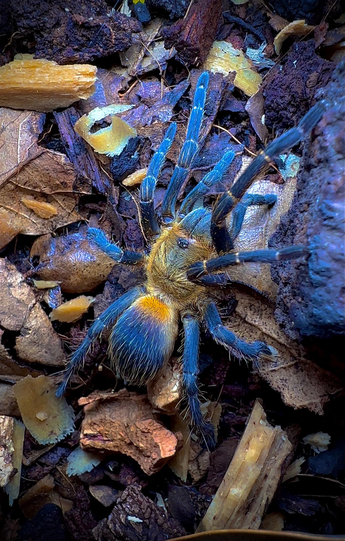 Columbian tricolor tarantula for sale back side