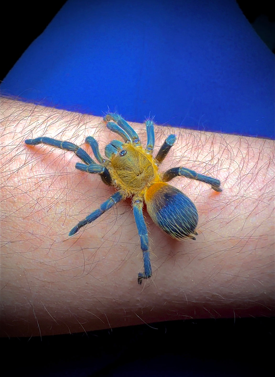 Psuedohapalopus sp. Columbia tarantula for sale on arm for size comparison