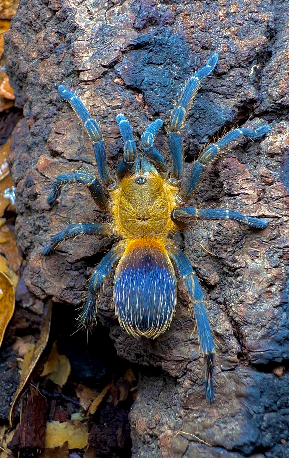 Psuedohapalopus sp. Columbia Adult Female tarantula! Close up detail