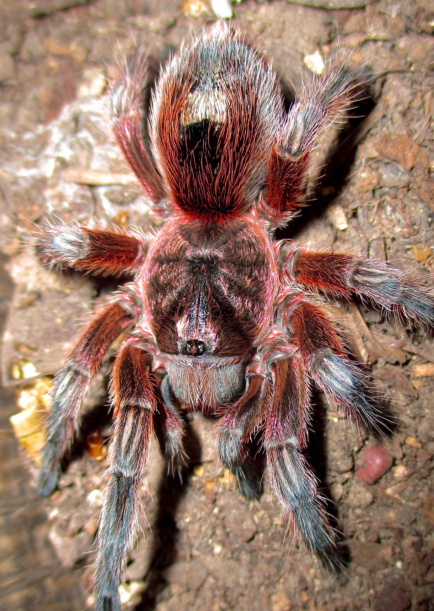 Euathlus sp. Andes Full Grown Adult female tarantula up close DETAIL