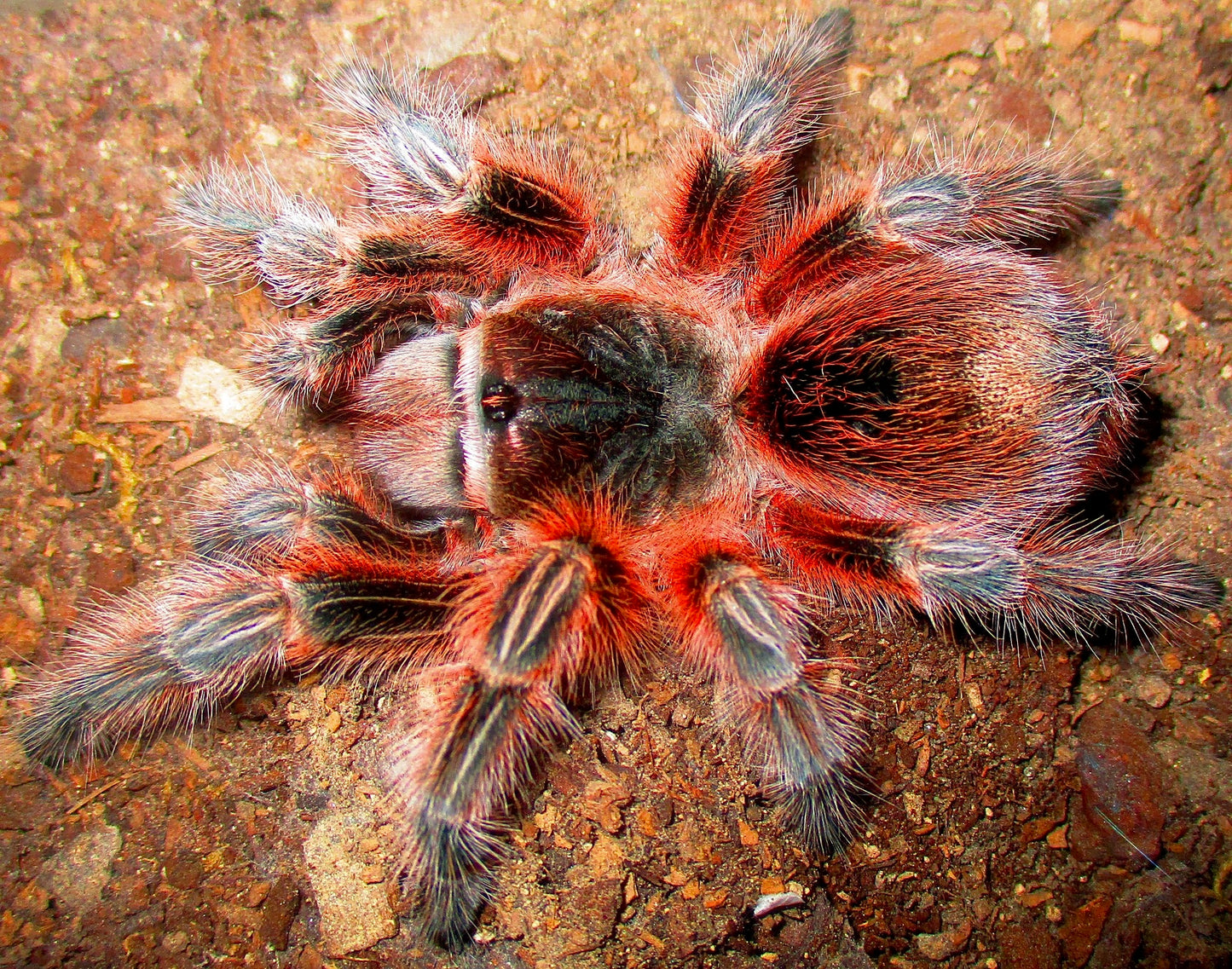 Grammostola sp. conception (Grammostola sp. maule) Adult female side view
