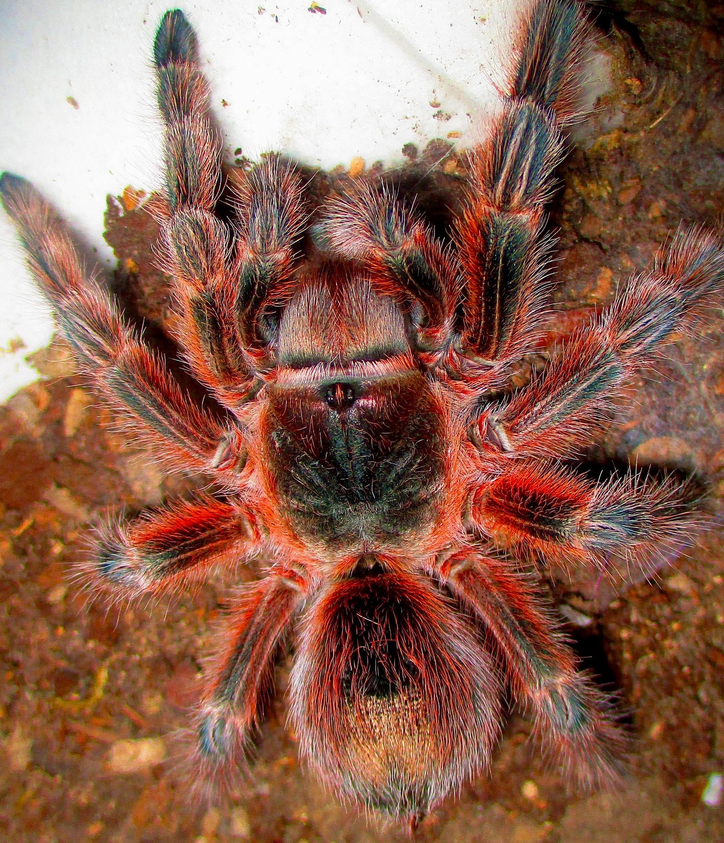 Grammostola Conception Adult female Front side close up