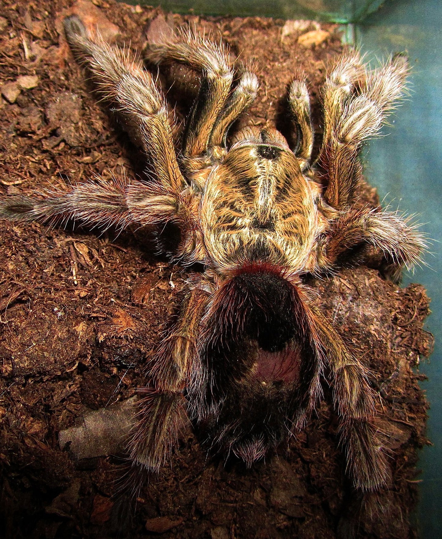 Euathlus Manicata gold tarantula for sale