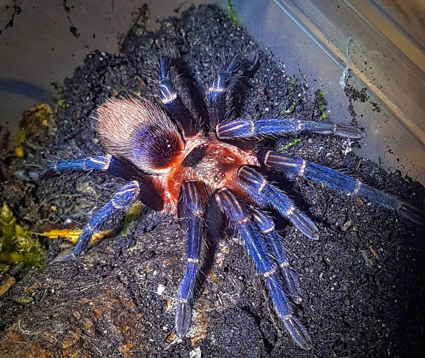 Thrixopelma sp. Cuzco female tarantula side shot