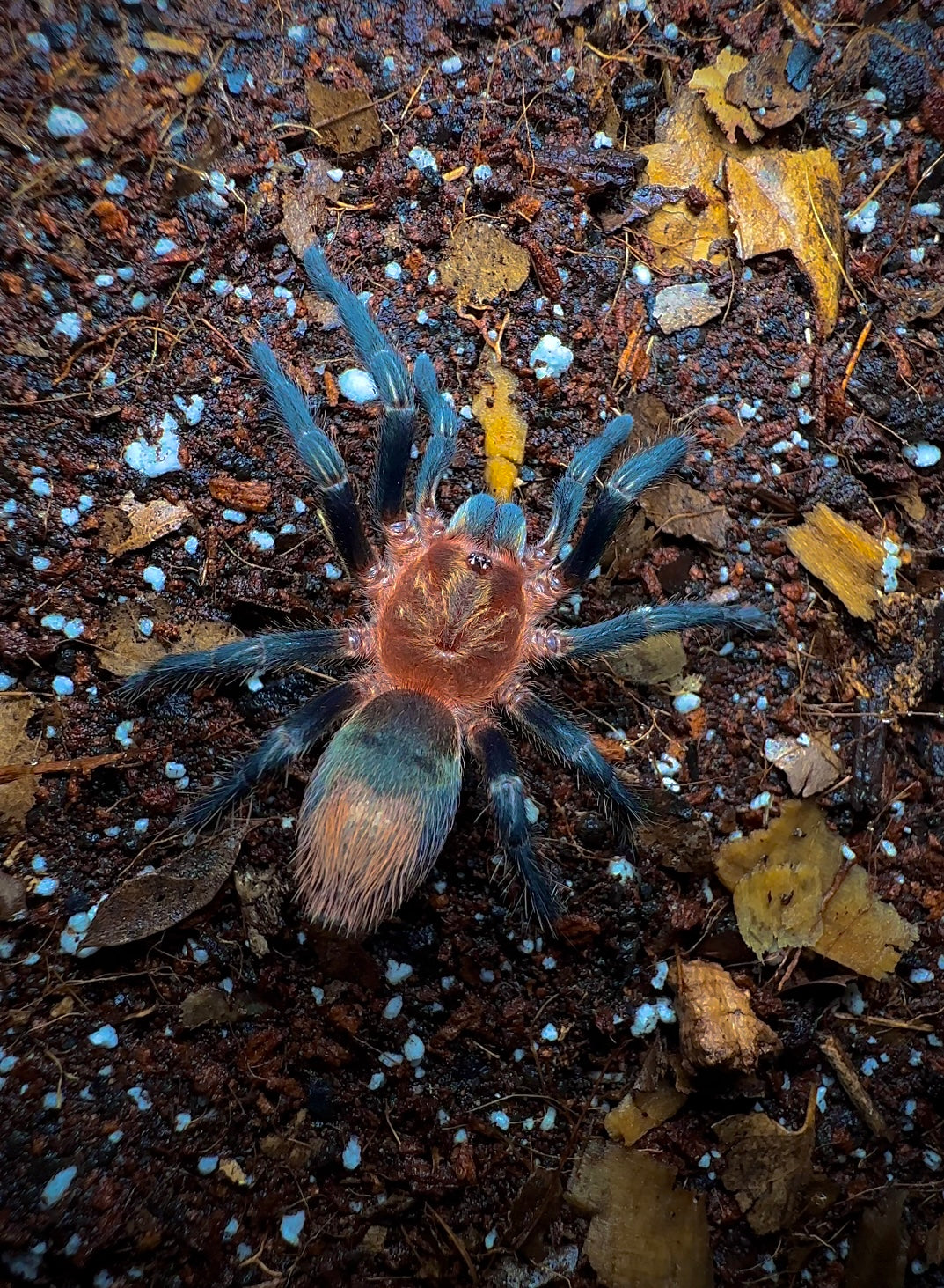 Peruvian Royalty Tarantula (Thrixopelma sp. Cuzco) back side