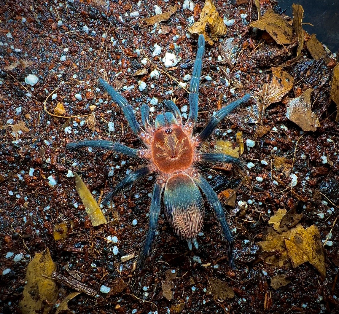 Thrixopelma sp. Cuzco tarantula female for sale