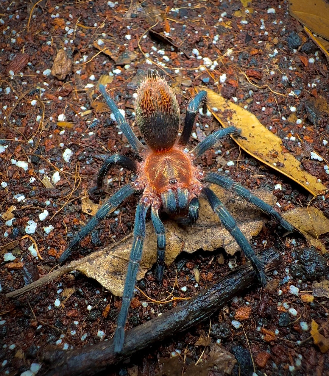 Peruvian royalty tarantula on leaf litter front shot