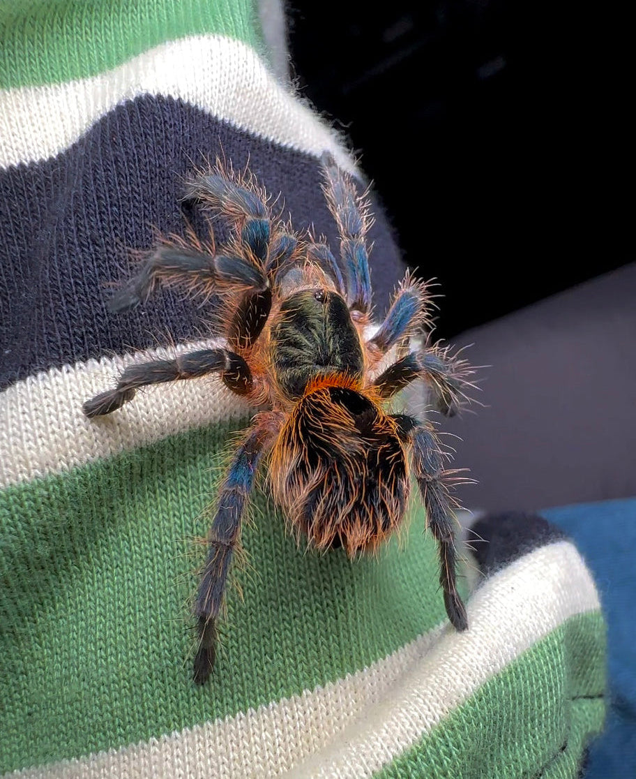 Euathlus smaragd tiger 3 inch female on arm for size comparison