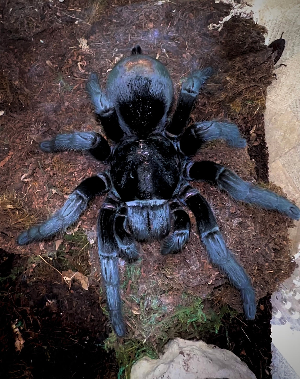 Grammostola pulchra - Brazilian Black Tarantula massive adult female for sale