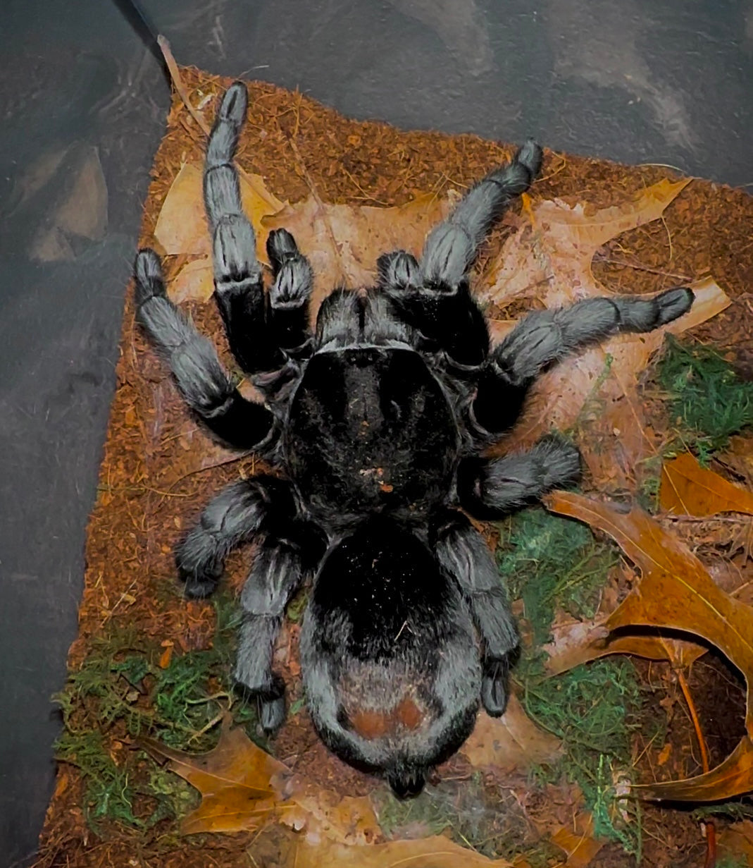 Brazilian Black Tarantula - Grammostola pulchra adult female close up