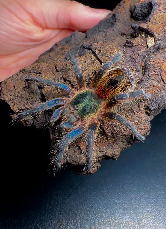 Euathlus smaragd tiger - Chilean emerald tiger adult female tarantula for sale