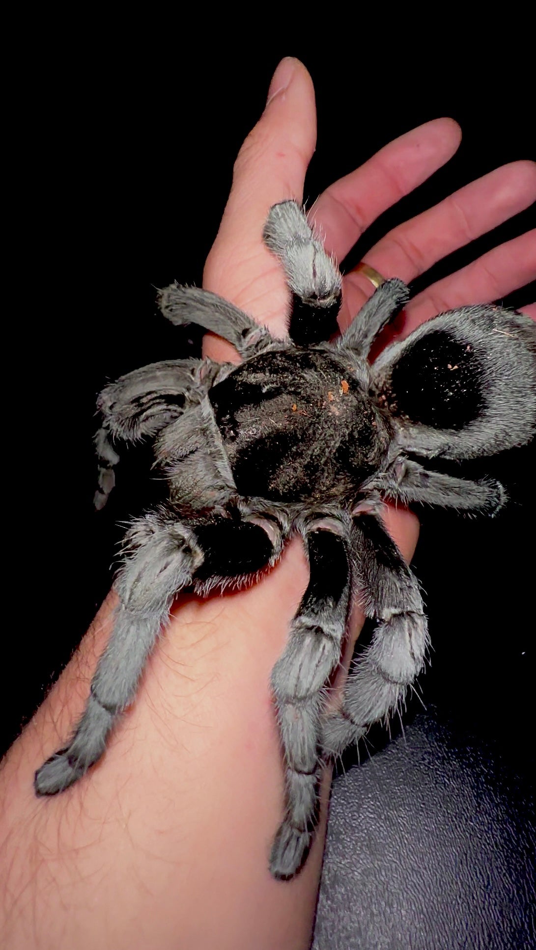 Adult Female Grammostola pulchra - Brazilian black tarantula for sale on hand