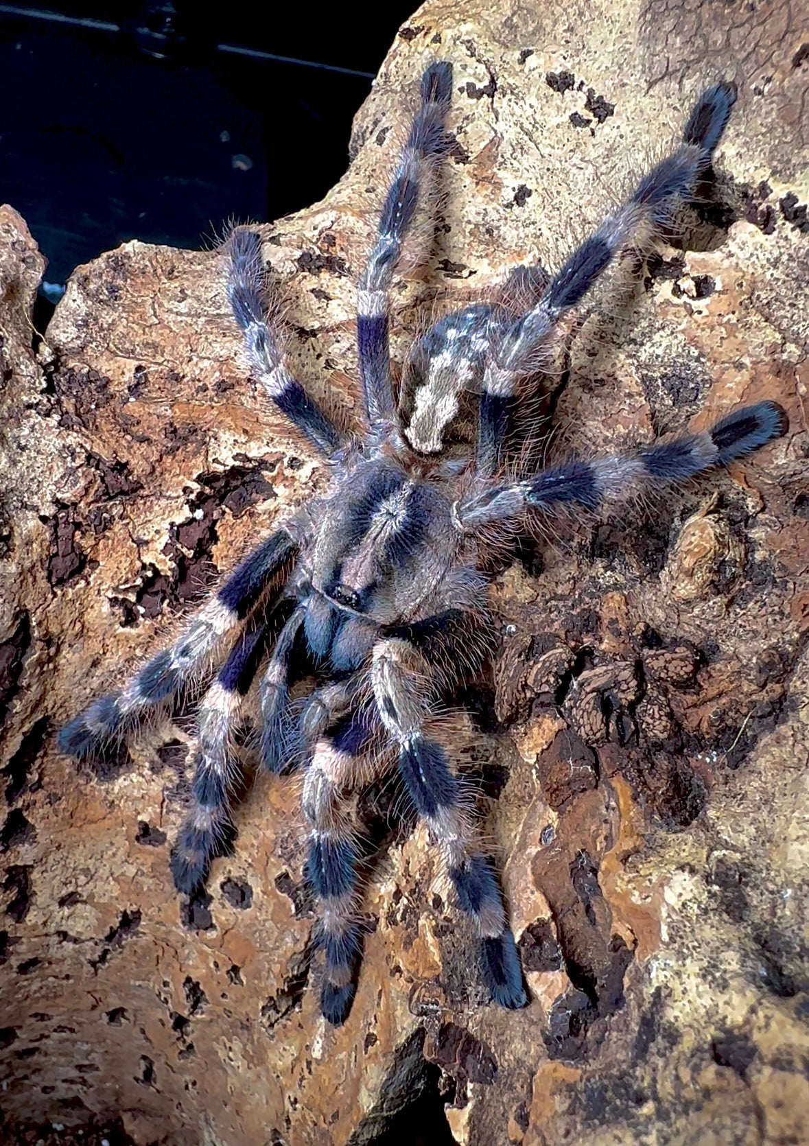 Poecilotheria Miranda (Bengal spotted ornamental) Adult female tarantula detail close up