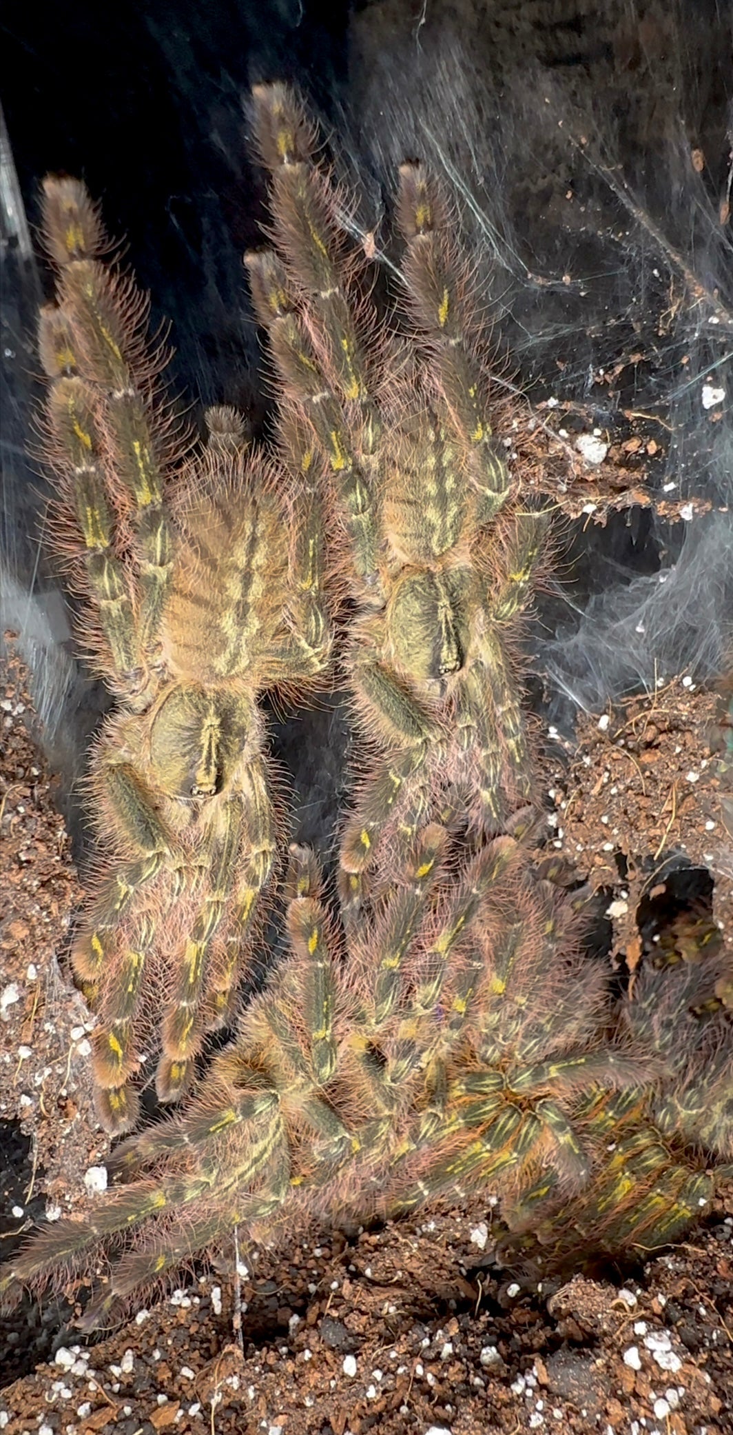Poecilotheria rufilata tarantula communal (Red Slate Ornamental tarantula) for sale