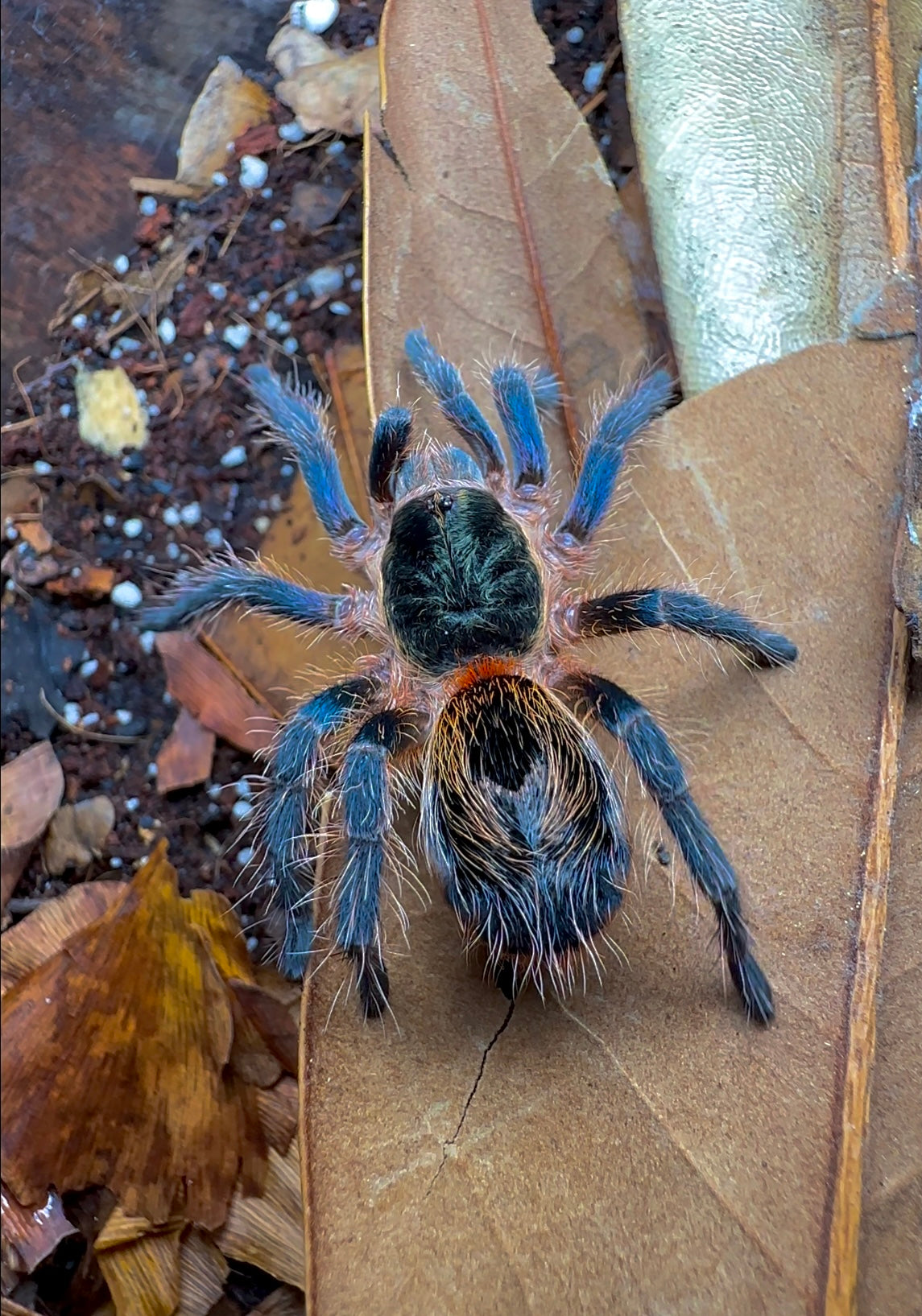 Chilean emerald tiger tarantula close up back side on leaf