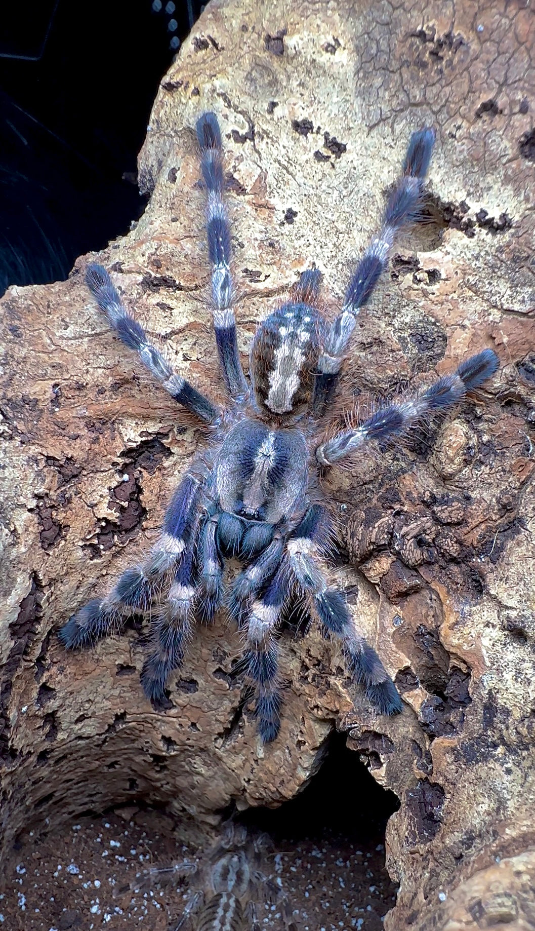 Poecilotheria Miranda Mature adult female tarantula on cork bark