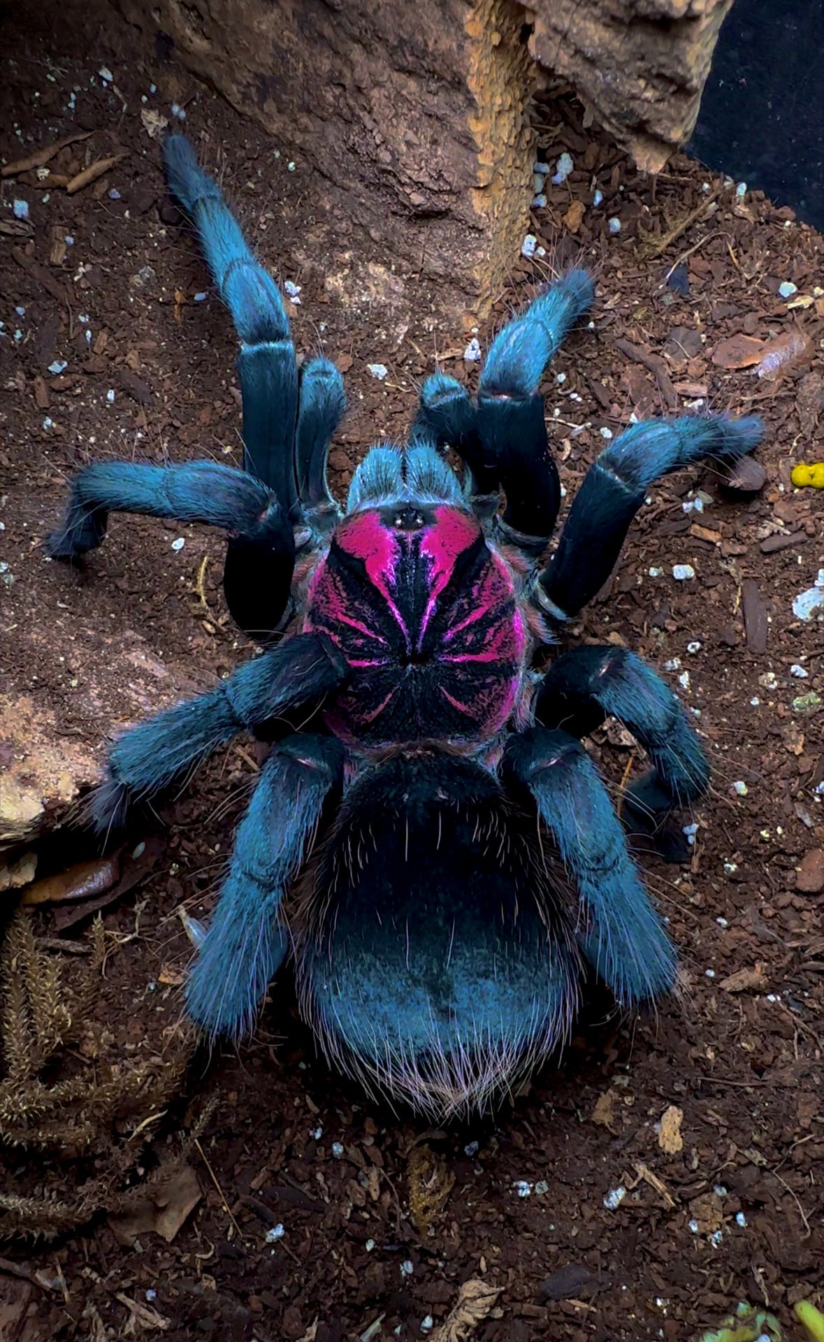 Xenenthis Sp. Bright Full grown adult female close up front side!