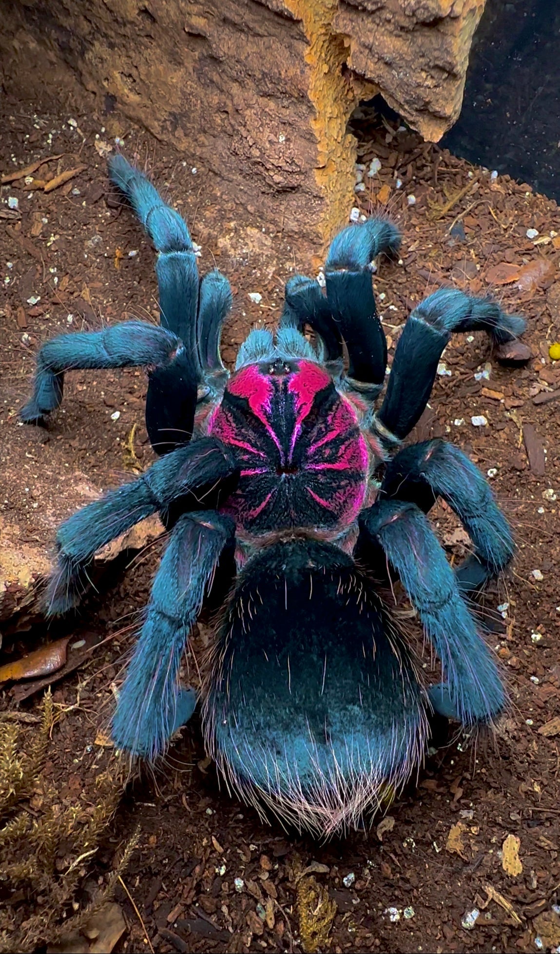 Xenenthis sp. bright (Giant Shiny Bird Eater) tarantula close up front side!