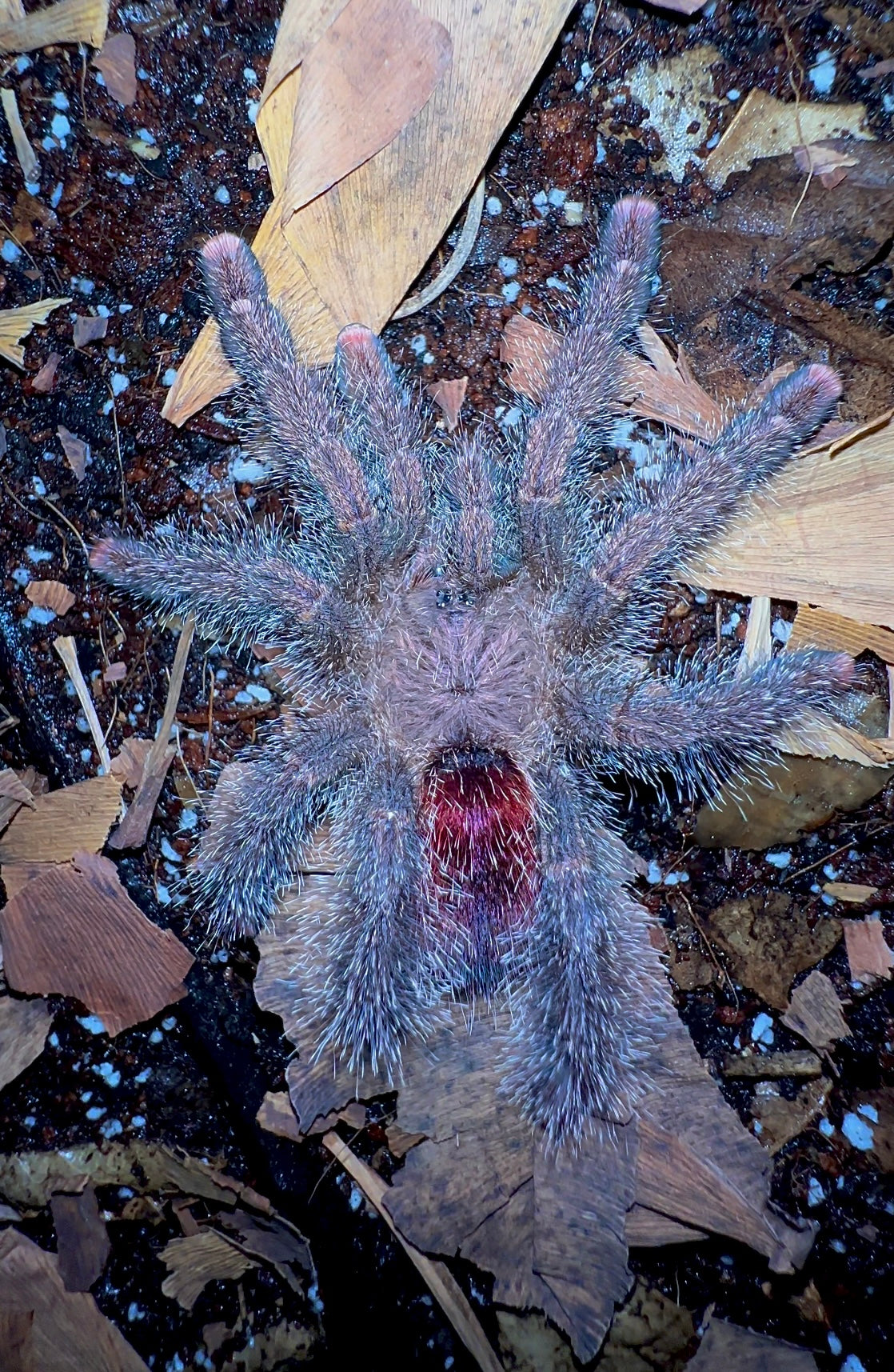 Avicularia Bicegoi female tarantula for sale on leaf litter