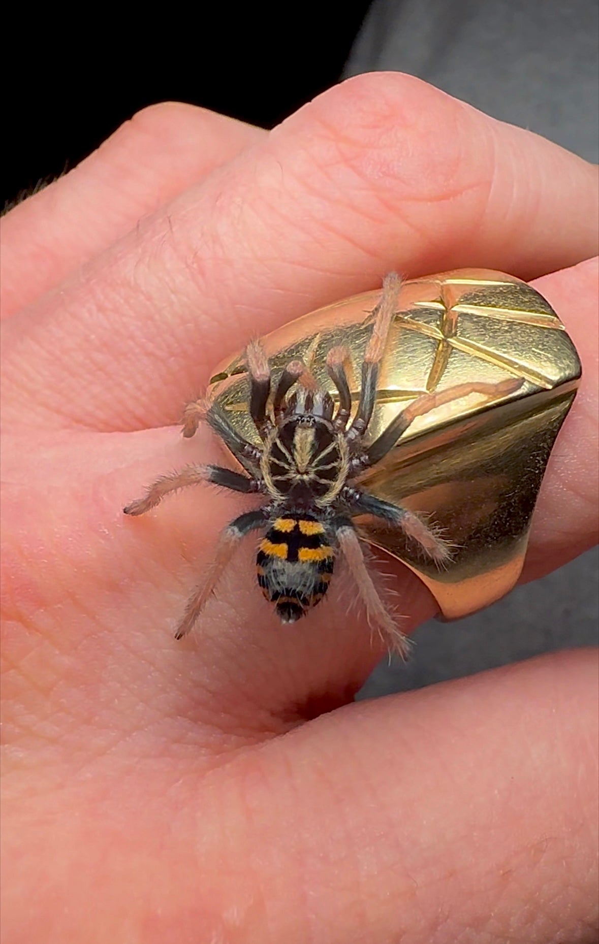 Juvenile Theraphosidae sp. yasuni sling on hand for size comparison