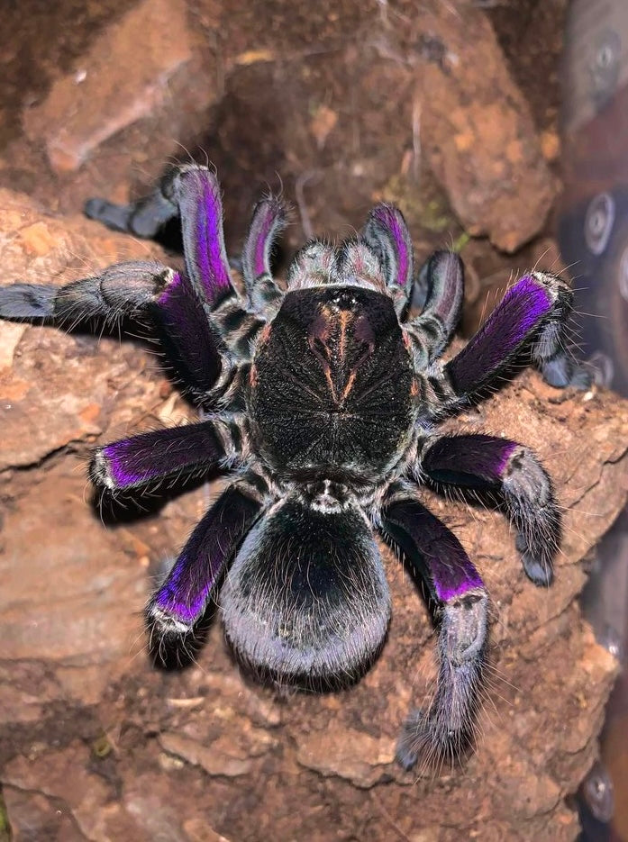 Pamphobeteus insignis “Columbia” Adult Female Tarantula close up
