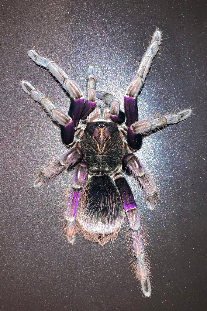 Pamphobeteus insignis “Columbia” tarantula adult female full size on hand