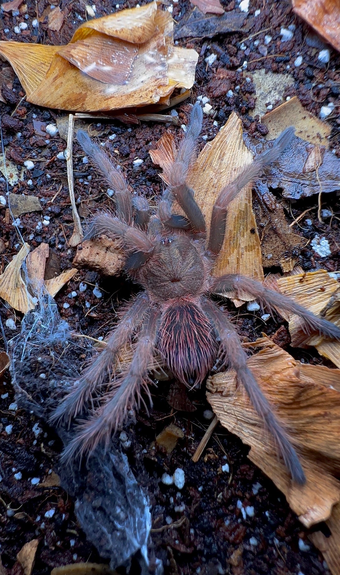 Pamphobeteus insignis “Columbia” juvenile female tarantula for sale on leaf litter