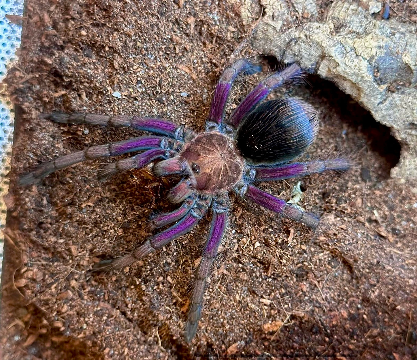 Pamphobeteus insignis adult female! Purple legs spread out on a brown tarantula