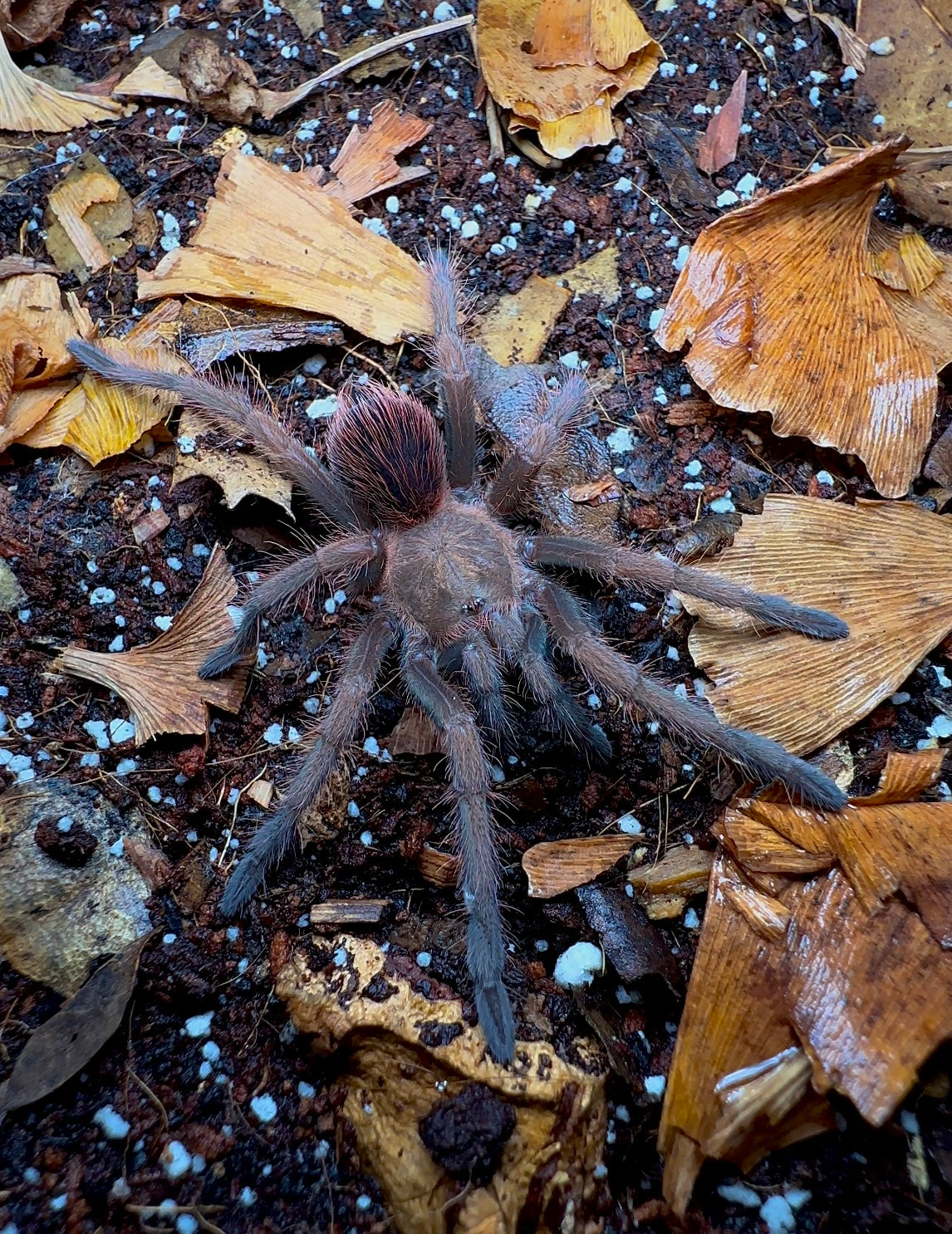 Pamphobeteus Insignis “Columbia” 3+ inch female tarantula front side