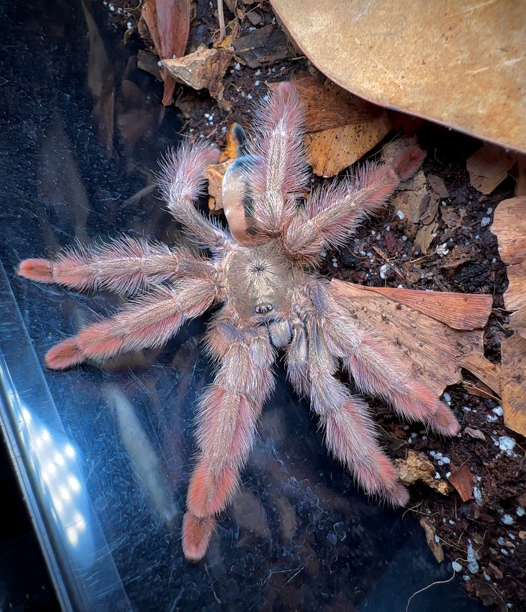 Psalmopoeus emeraldus adult female tarantula close up front side