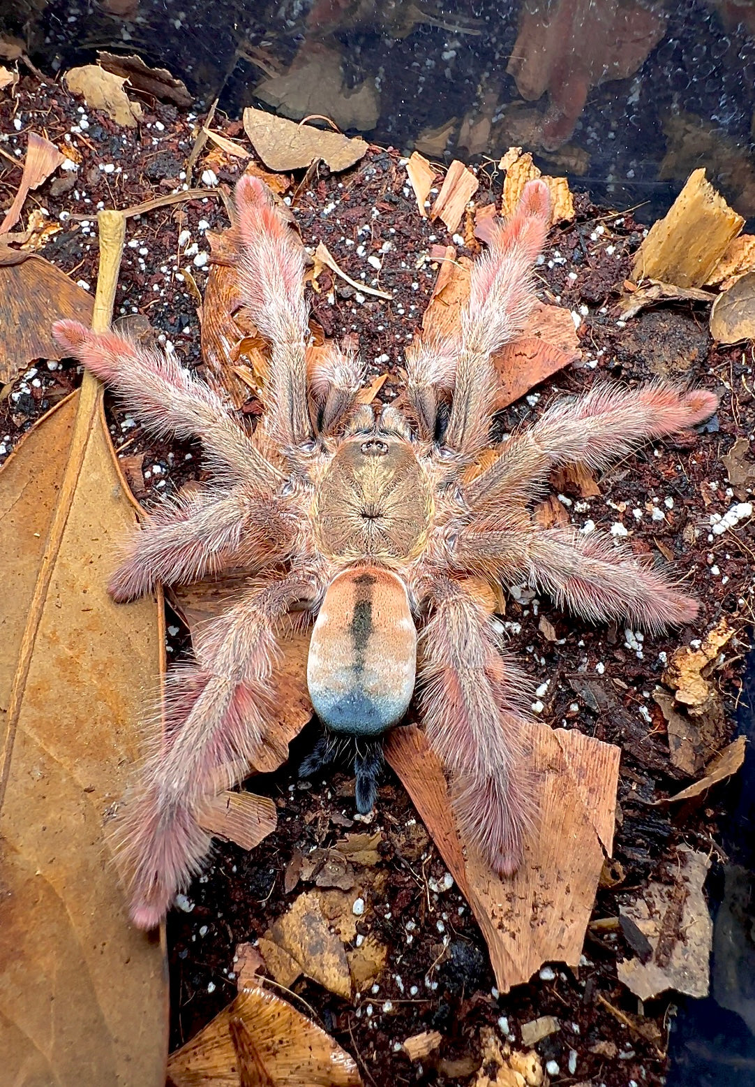Psalmopoeus emeraldus adult female tarantula close up detail