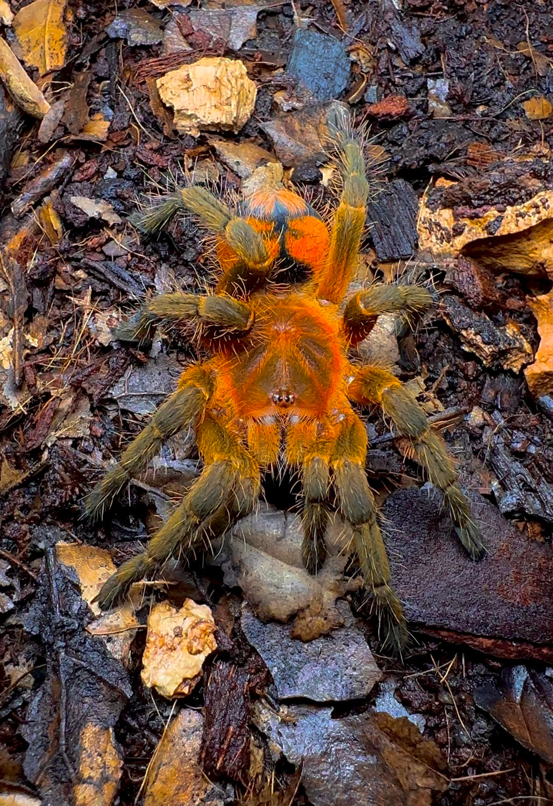 Peruvian Firecracker Tarantula (Theraphosidae sp. Mishana) on hand