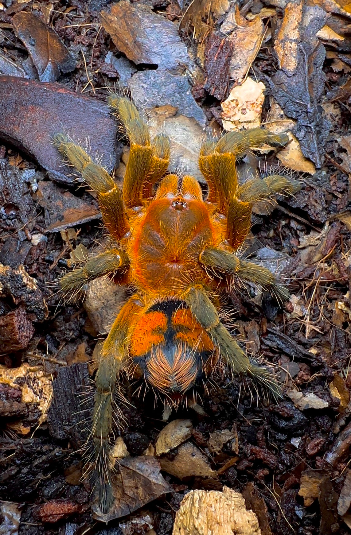 Urupelma sp. Mishana tarantula Young female close up detail