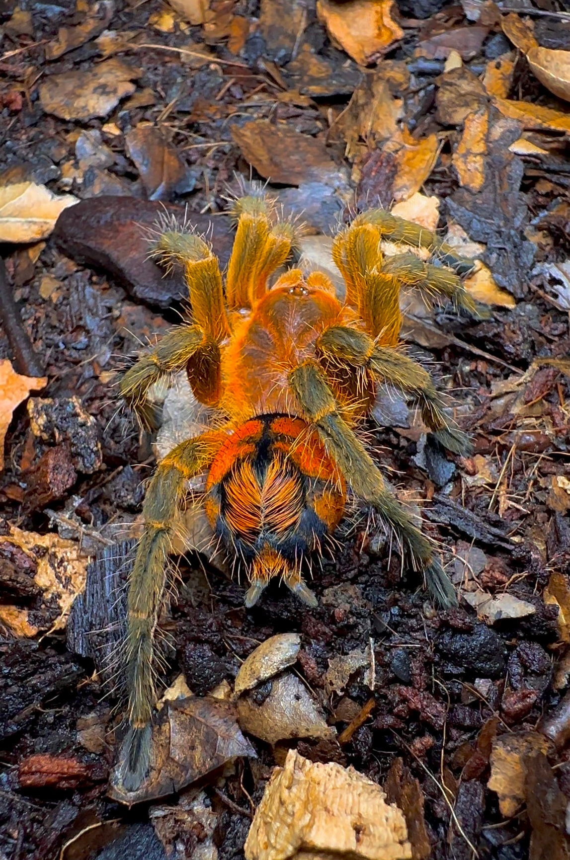 Urupelma sp. Mishana tarantula close up back side