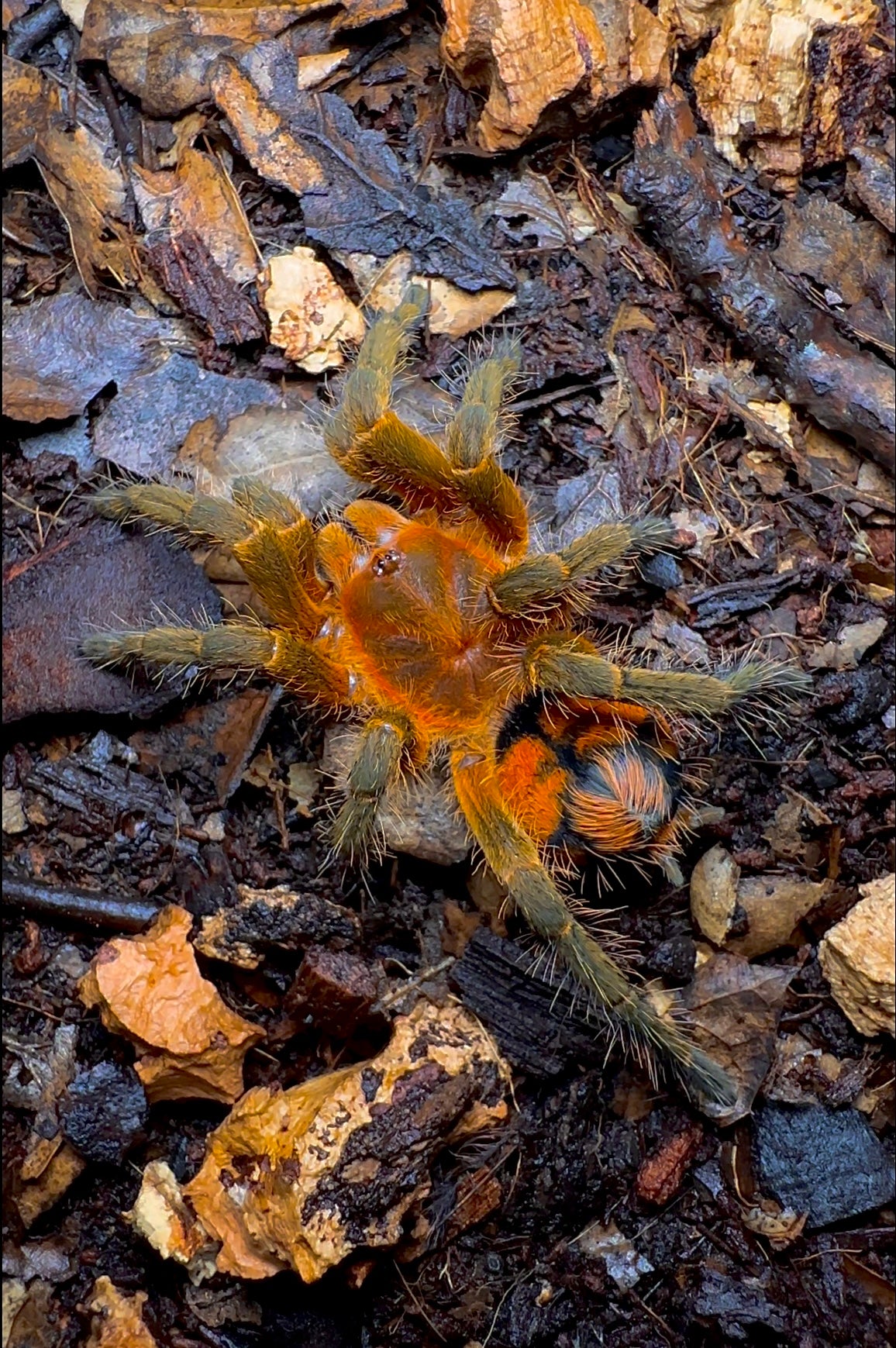 Urupelma sp. Mishana (Theraphosidae sp. Mishana) tarantula top shot close up