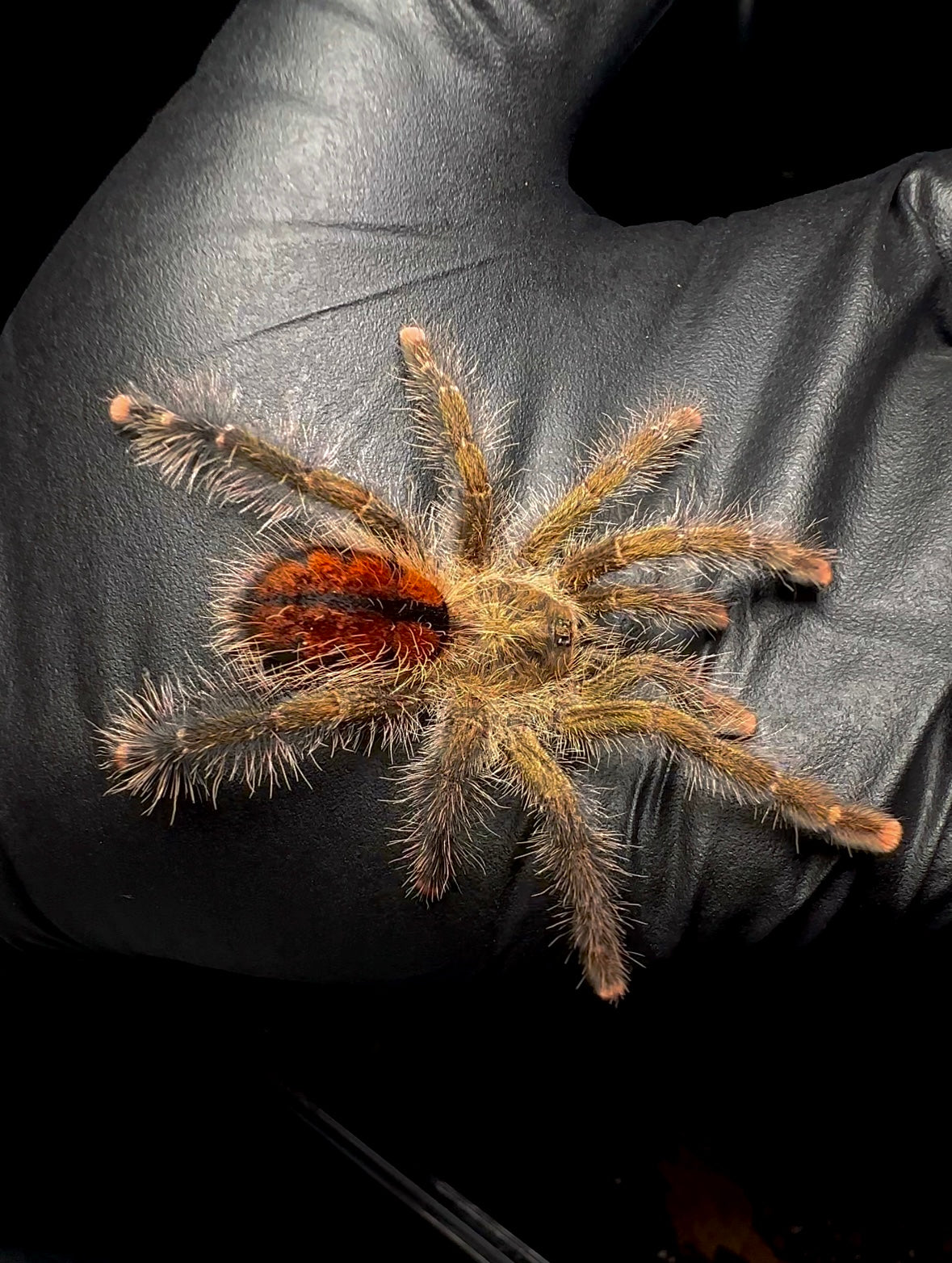Avicularia Juruensis M1 (Urticans green) juvenile female on hand with black glove