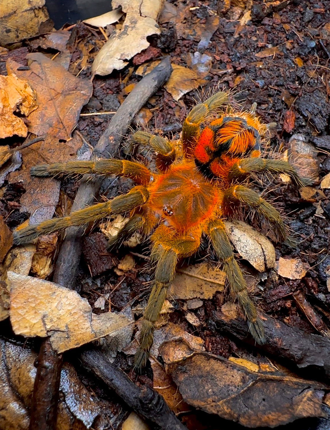 Peruvian Firecracker Tarantula on leaf litter