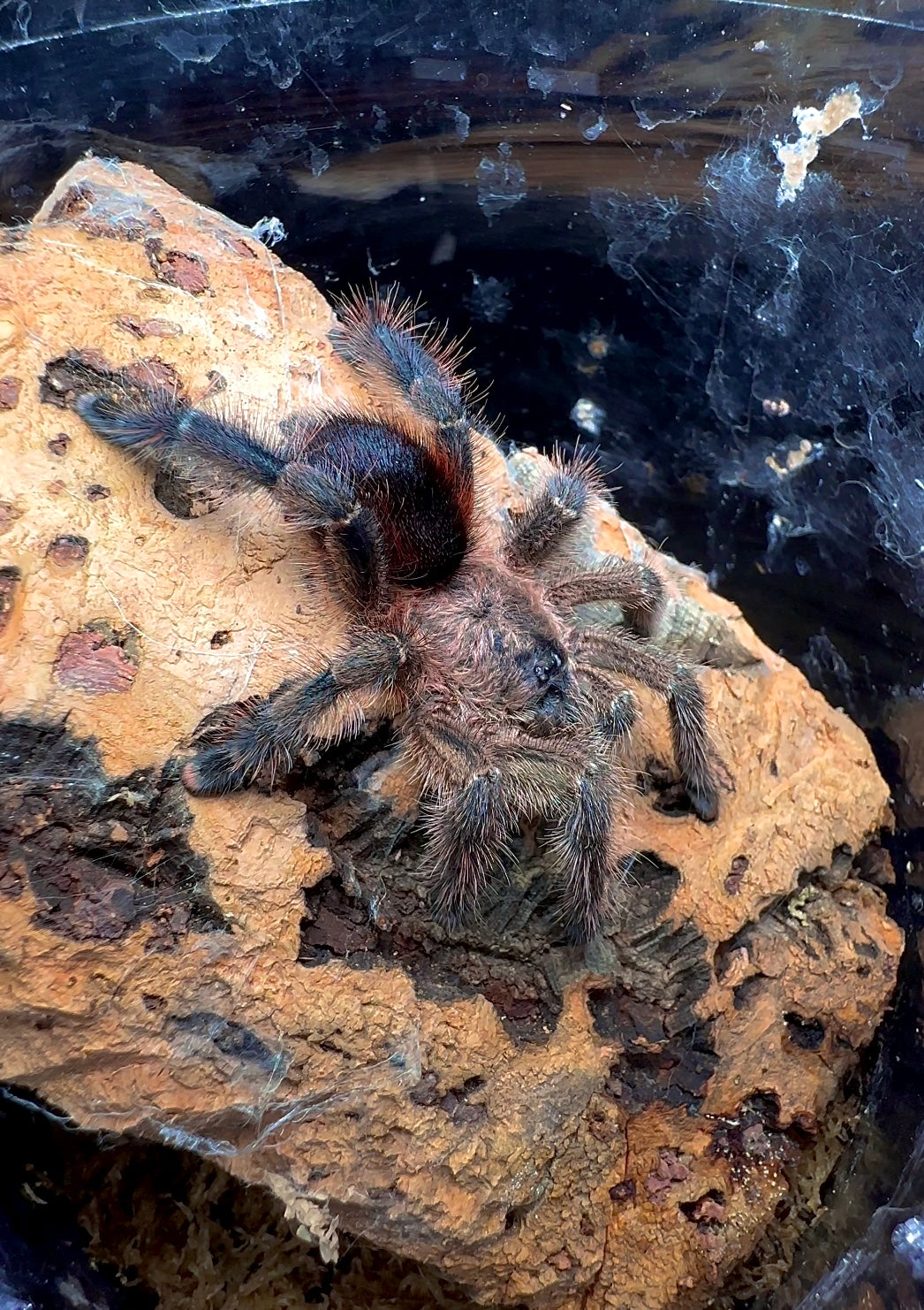 Avicularia merianae full grown adult female tarantula in her enclosure